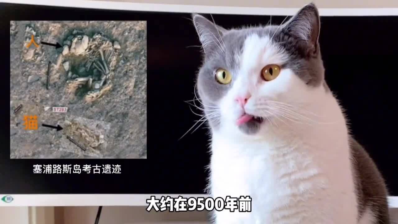 猫咪网站最新破解版，探索与体验