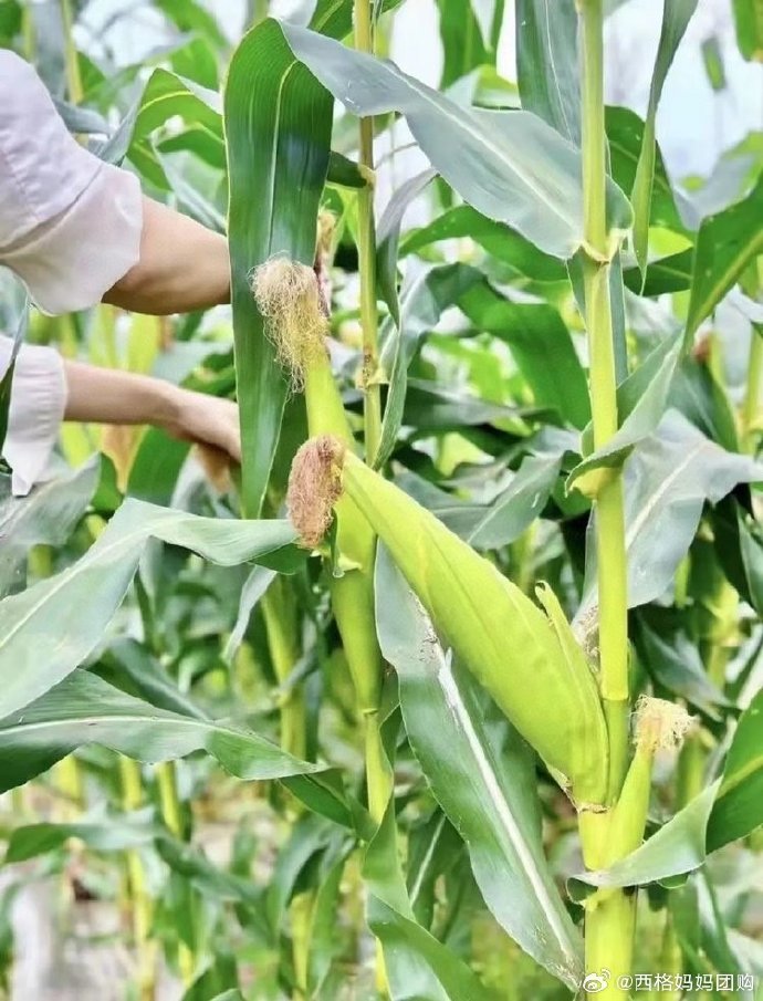 糯玉米最新指导价，市场趋势与种植策略分析